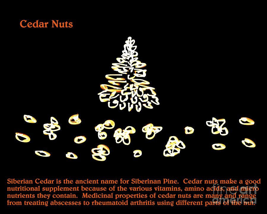 Cedar Cone and Nuts . fractal Digital Art by Renee Trenholm