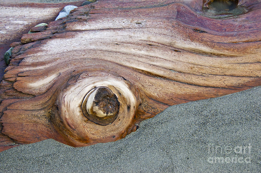 Cedar Drift Log Photograph by Sean Griffin