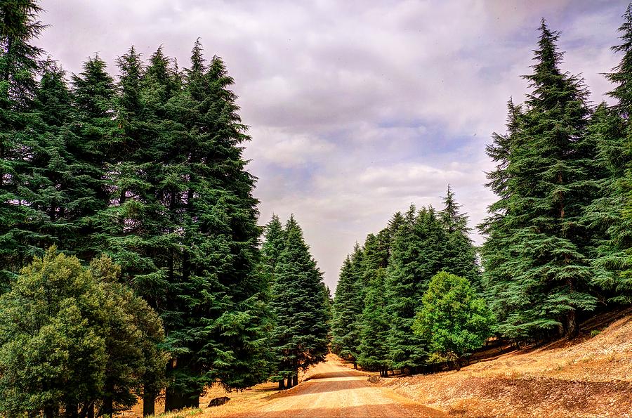 Mountain Photograph - Cedar forest by Ivan Slosar