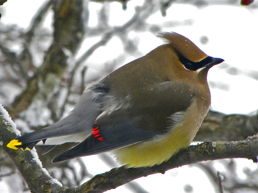 Cedar Waxwing Photograph by Bonni Belle Winter