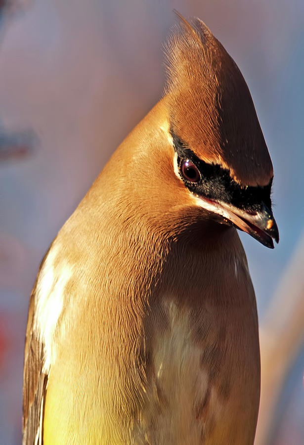 Cedar Waxwing closeup Photograph by Terry Dadswell