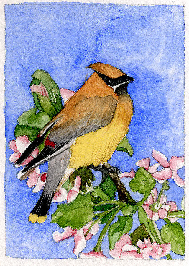 Cedar waxwing in spring Painting by Eunice Olson - Fine Art America