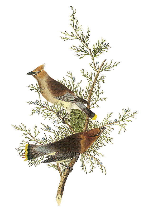 John James Audubon Painting - Cedar Waxwing by John James Audubon