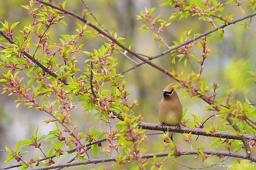 Cedar Waxwing Photograph by Terry DeLuco
