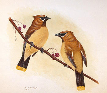 Birds Painting - Cedar Waxwings by Bill Gehring Birds Painting - Cedar Waxwings by Bill Gehring