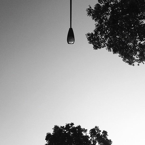 Space Photograph - Ceiling Bulb? #lamppost #trees #nature by Gabriel Kang