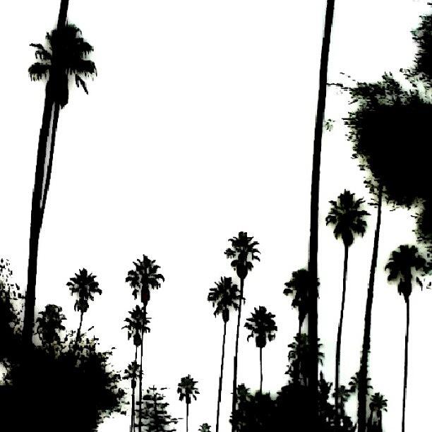 Nature Photograph - Cemetery Palm Trees by Christi Evans