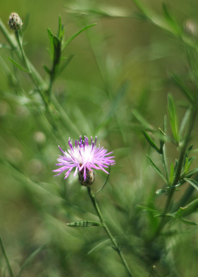 Centaurea Maculosa Spotted Knapweed Photograph by Rebecca Sherman