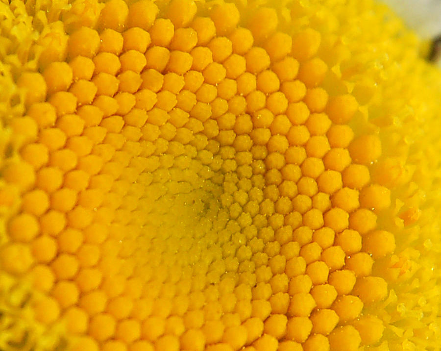 Center Of A Daisy Photograph by Prince Andre Faubert