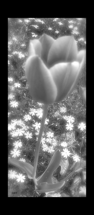 Tulip Flower Photograph - Center Tulip by Debra     Vatalaro