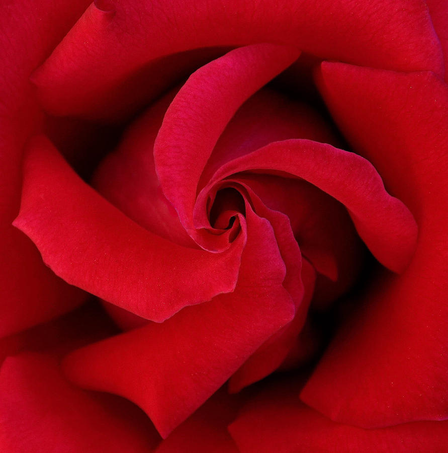 Centered Red Rose Photograph by Dina Calvarese