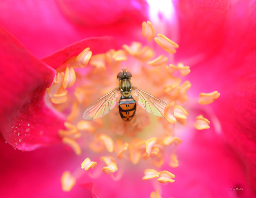 Centerpiece Bee in a Rose Photograph by George Bostian