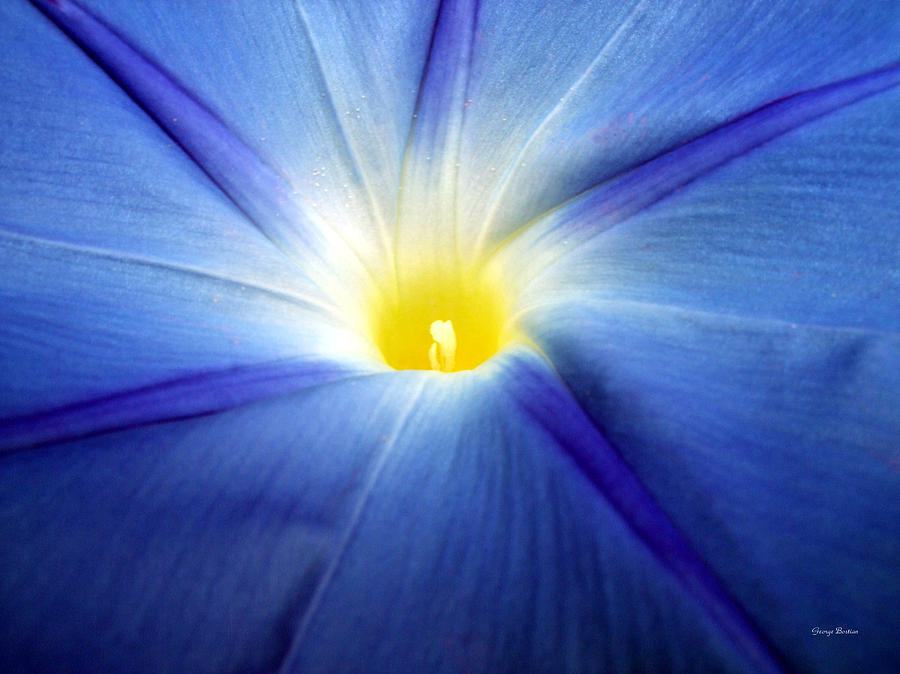 Centerpiece  Blue Morning Glory Photograph by George Bostian