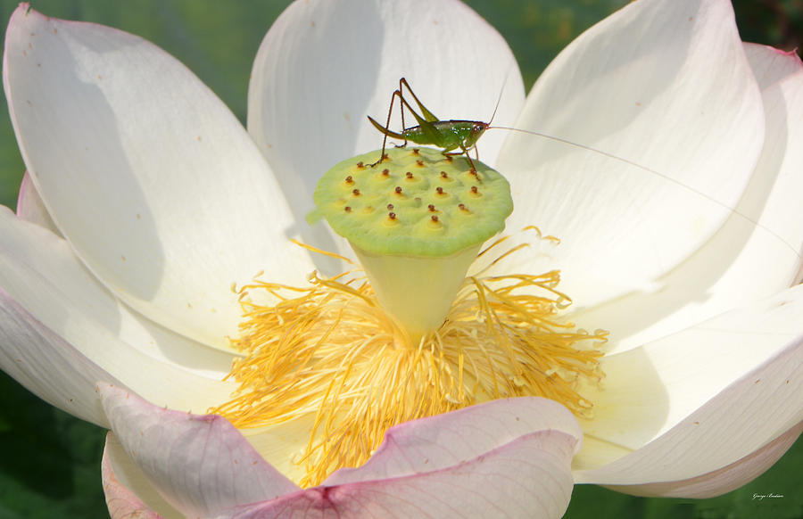 Centerpiece  Lotus and a Grasshopper  Photograph by George Bostian