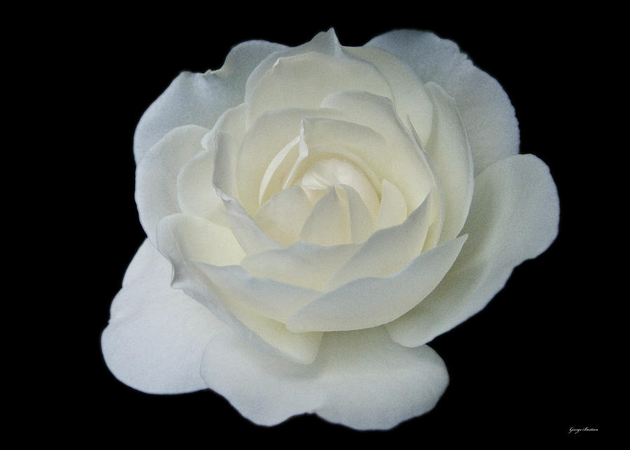 Centerpiece White Rose in Moonlight 02 Photograph by George Bostian ...