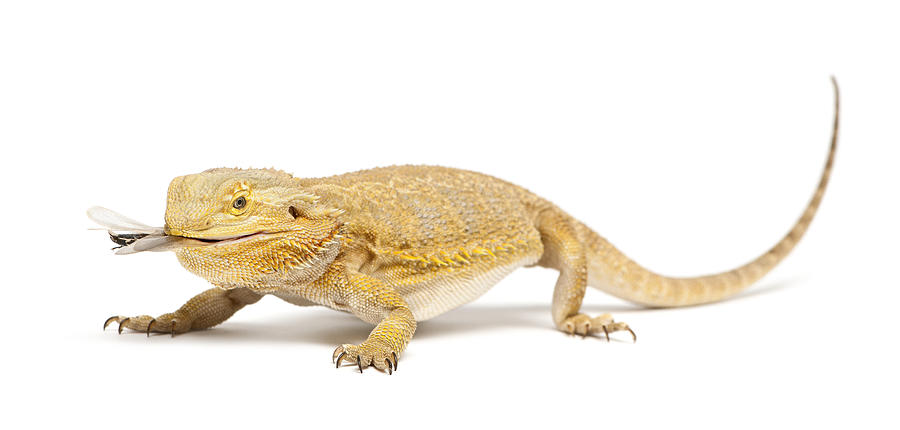 Central Bearded Dragon Eating A Cockroach Photograph by Life On White