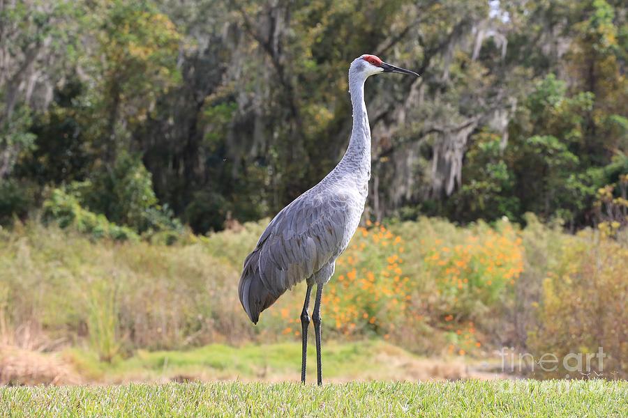 Bird Photograph - Central Florida Sandhill Crane with Oaks by Carol Groenen