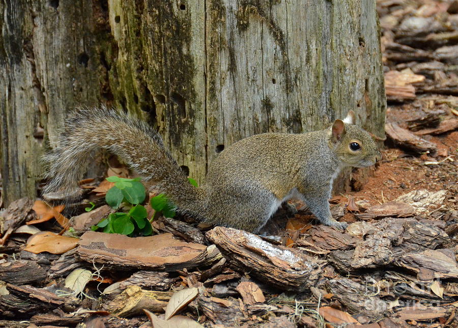 Central Florida Squirrel Photograph by Carol Bradley Pixels