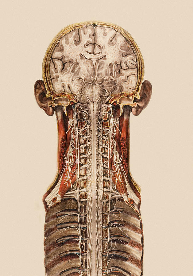 Central Nervous System Anatomy Photograph by Mehau Kulyk