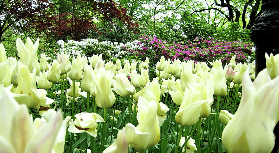 Central Park Photograph - Central Park Tulips by Lorraine Devon Wilke