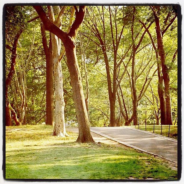 Tree Photograph - #centralpark #trees #nyc #newyorkcity by Louis Alvarez