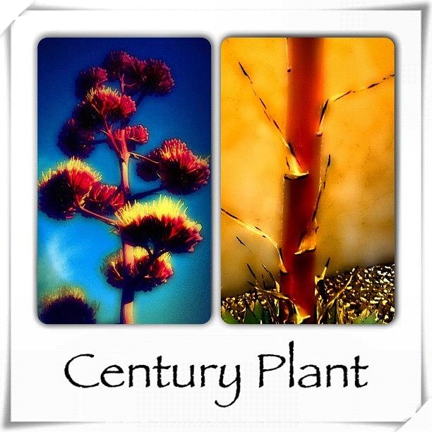 Instagram Photograph - Century Plant - Top & Bottom by Paul Cutright