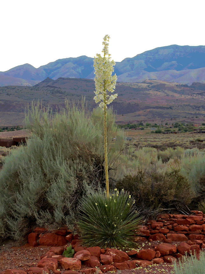 Century Plant in High Desert Photograph by Patricia Haynes