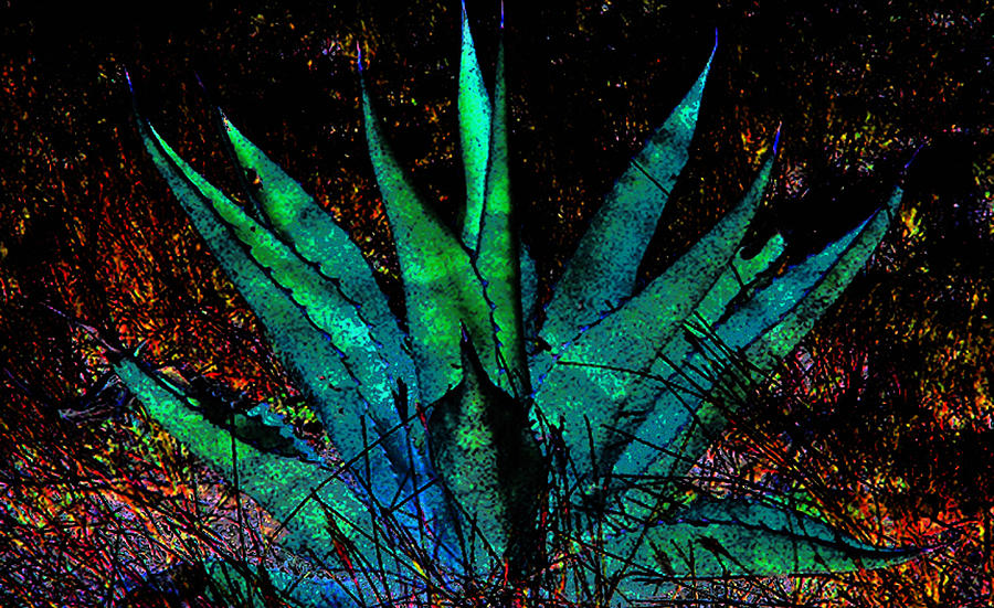 Century Plant by Louis Nugent Century Plant by Louis Nugent