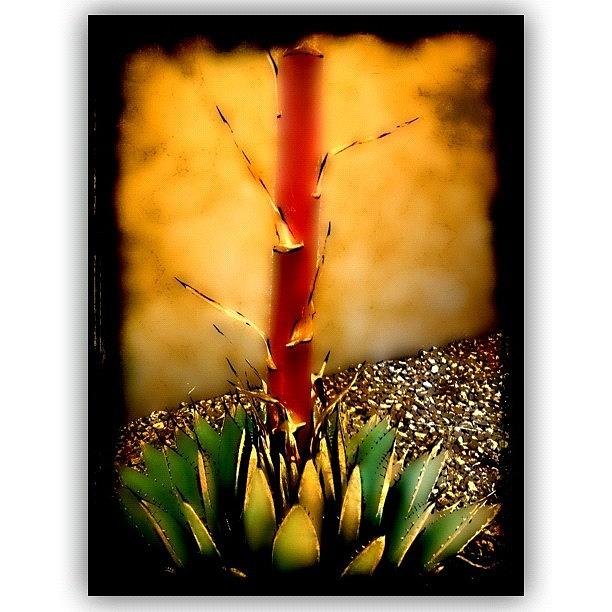 Instagram Photograph - Century Plant by Paul Cutright