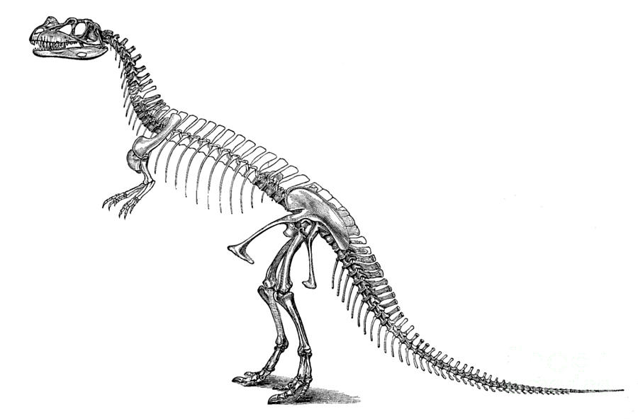 Ceratosaurus Nasicornis Photograph by Science Source.