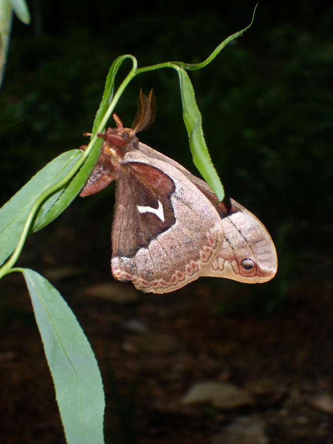 Butterfly Photograph - Cercopia Moth Hanging On by Douglas Barnett