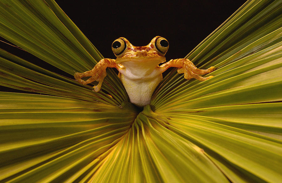 Chachi Tree Frog Hyla Picturata, Choco Photograph by Pete Oxford