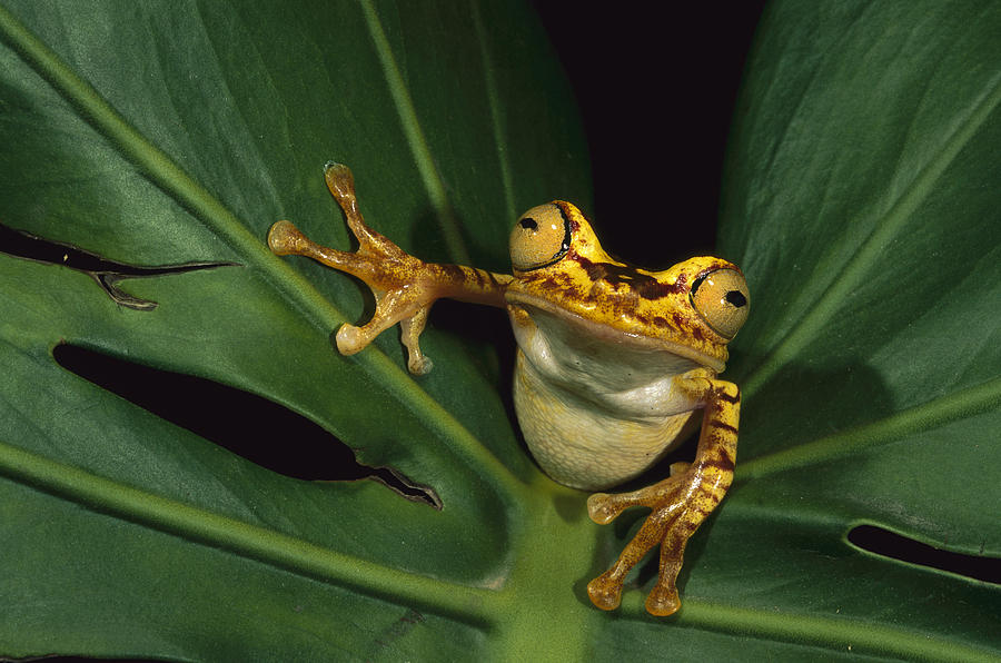 Chachi Tree Frog Hyla Picturata Photograph by Pete Oxford