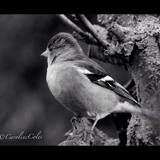 Feather Photograph - Chaffinch Study #chaffinch #garden by Caroline Coles