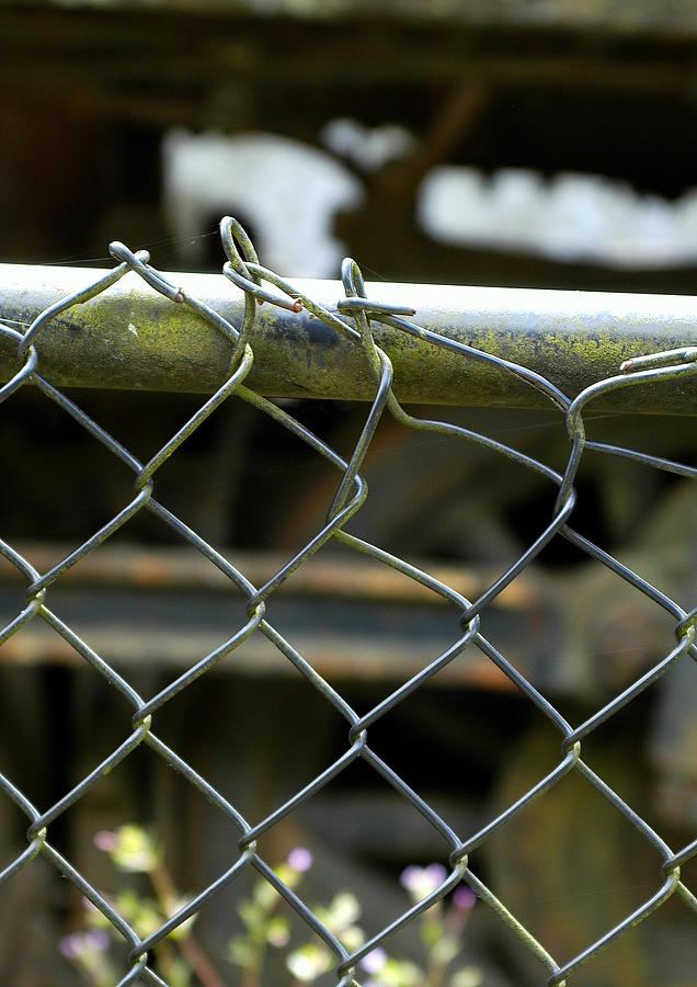 Chain Link Fence Photograph by Lori Seaman