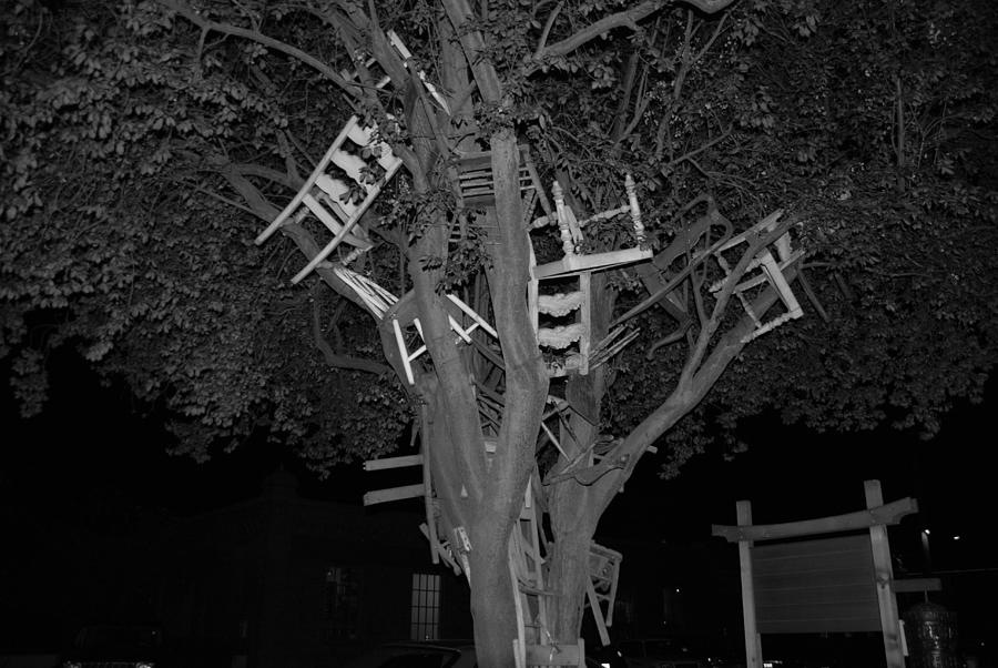 Chairy Tree Photograph by Michael Merry