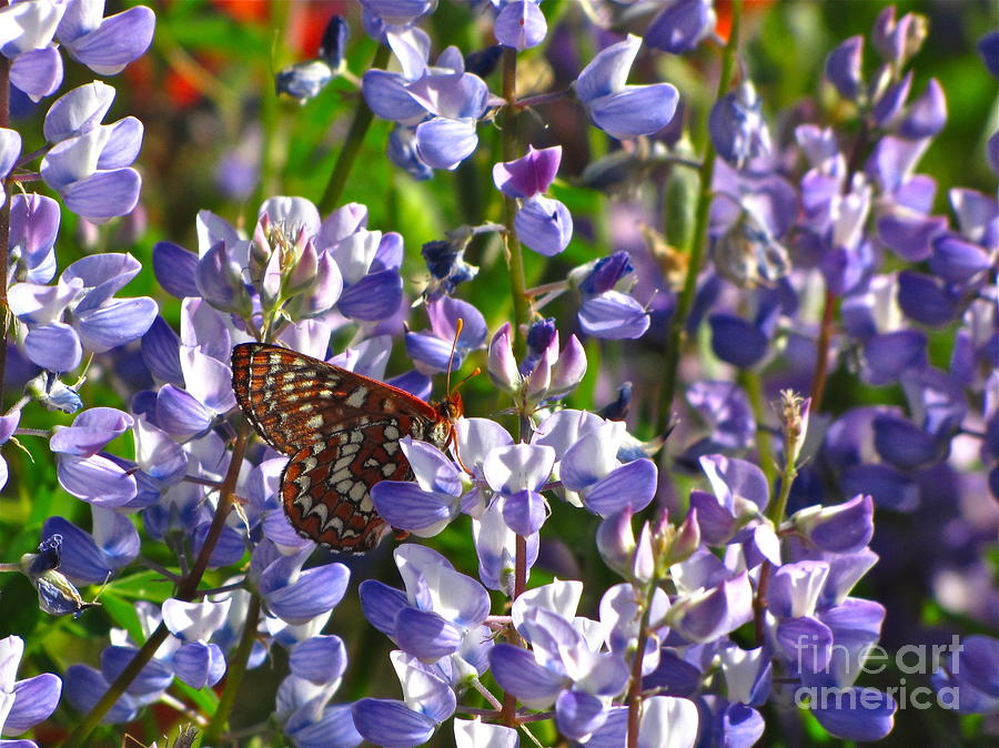 Nature Photograph - Chalcedon Checkerspot Amid Prairie Lupin by Sean Griffin