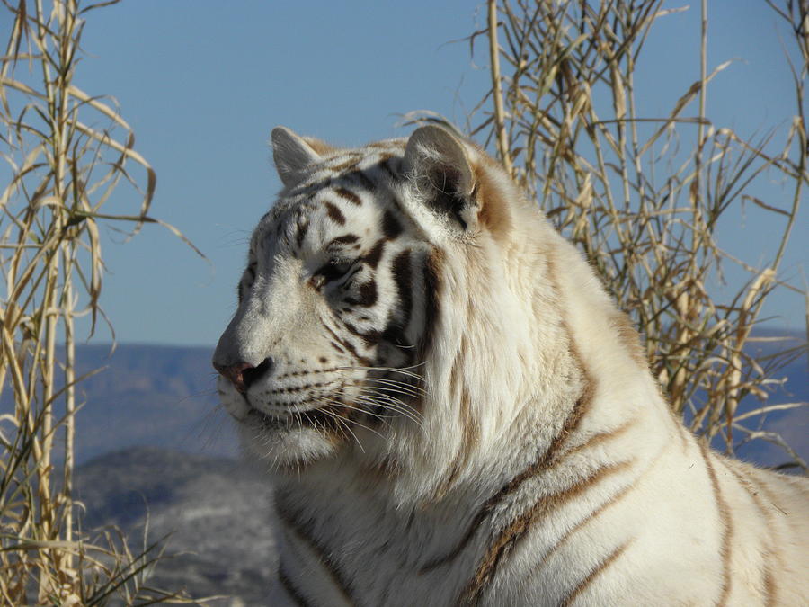Chalet The White Tiger Photograph by Kim Galluzzo