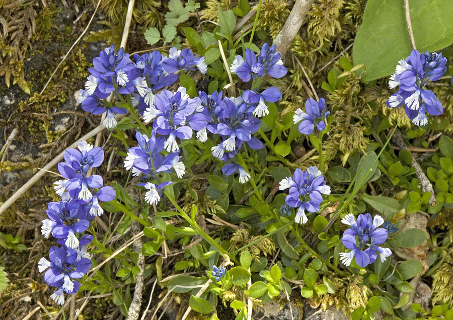 Chalk Milkwort (polygala Calacarea) Photograph by Bob Gibbons - Fine ...