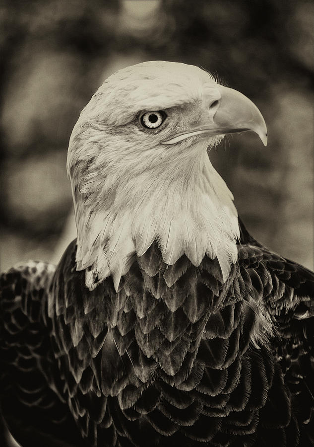 Challenger the Bald Eagle Photograph by Robert Ullmann