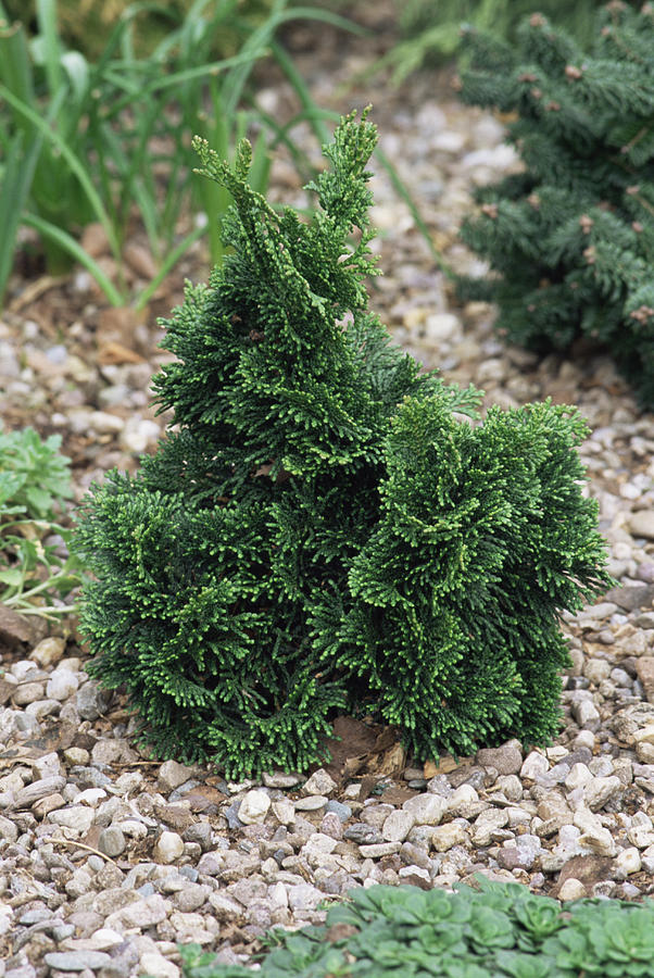 Chamaecyparis Obtusa Photograph by Archie Young | Fine Art America