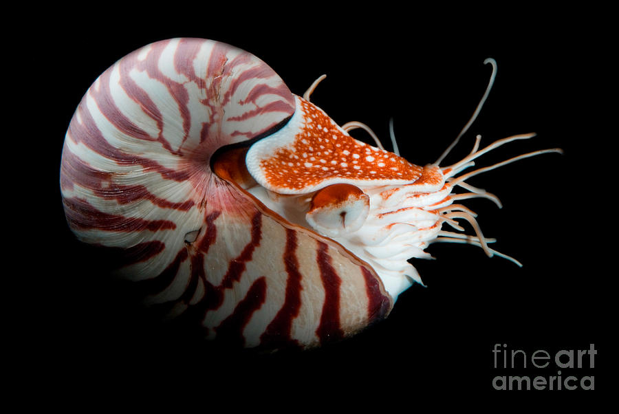 Chambered Nautilus Photograph by Dant Fenolio