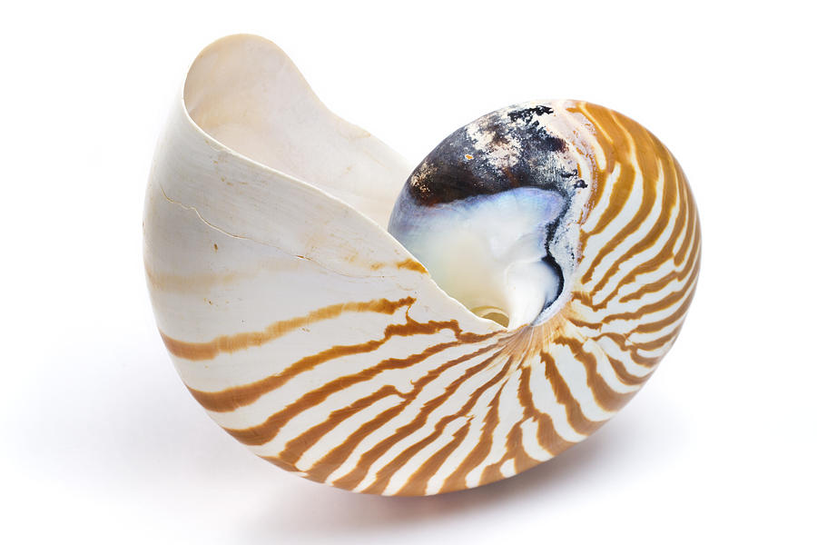 Chambered Nautilus Shell Photograph by Piotr Naskrecki