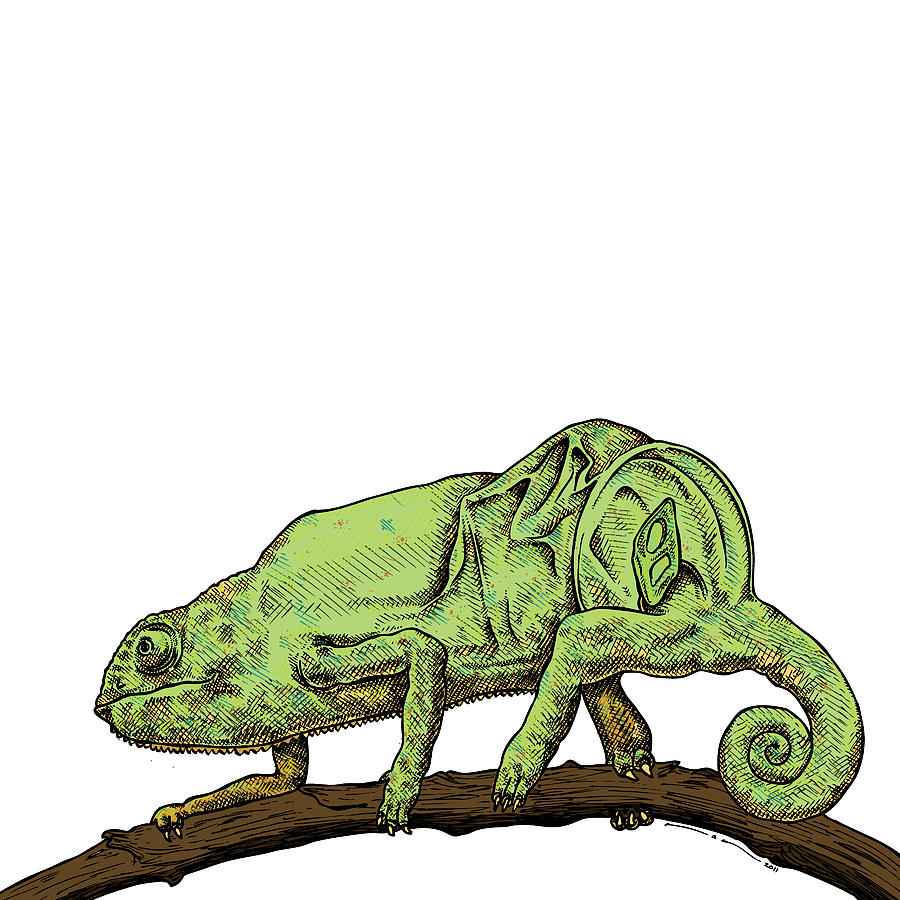 Hayden Myers Art - Chameleon sketch (also, my face when I realize it's  almost October) . . . #chameleon #fbartist #lizard #illustration #wildlife  #penandink #drawing #illustrator #artist #facebookart | Facebook