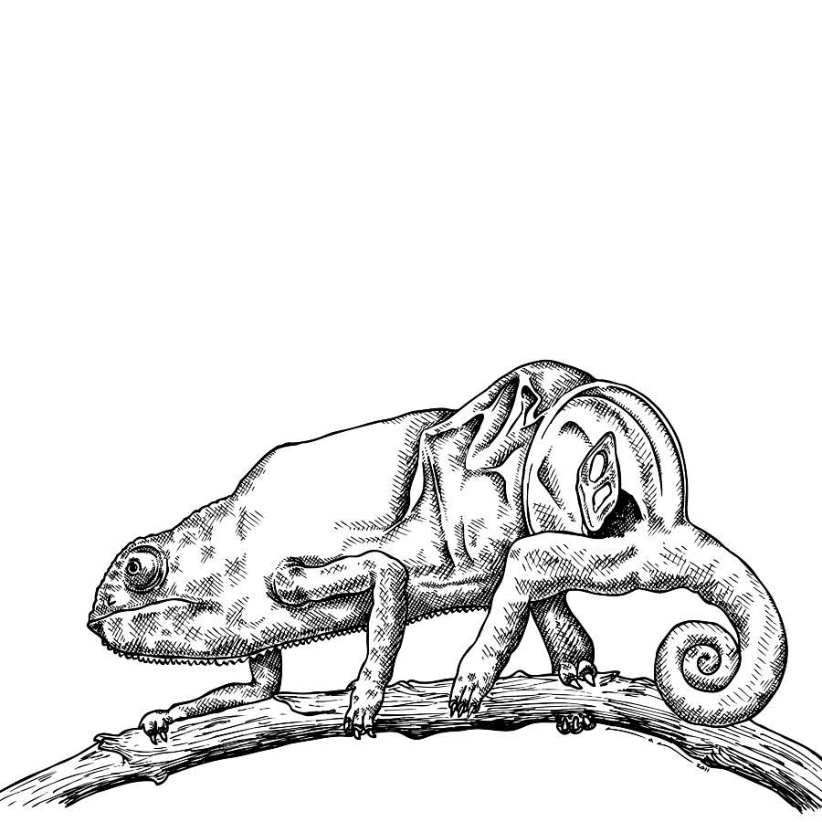 Animal Drawing - Chameleon by Karl Addison