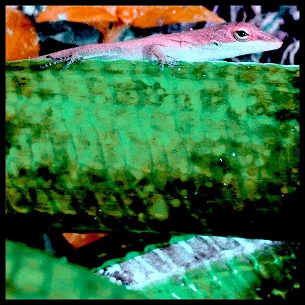 Nature Photograph - Chameleon #lizard #nature #naturelovers by Sara Jones