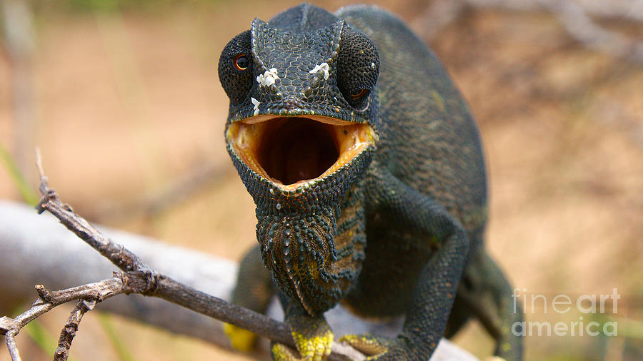 Chameleon Photograph by Mareko Marciniak