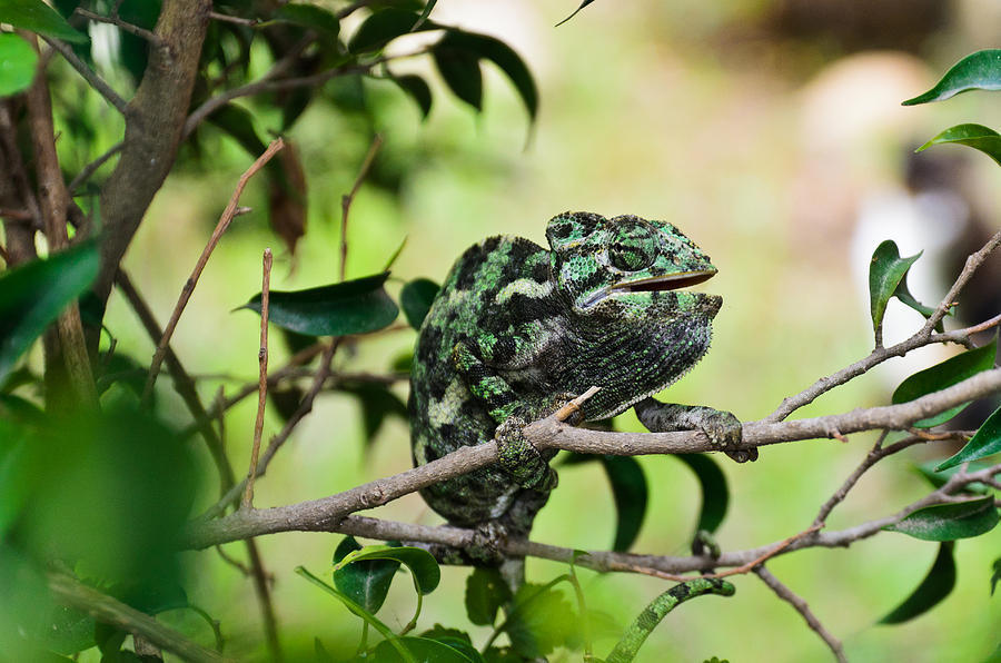 Chameleon Photograph by Michael Goyberg