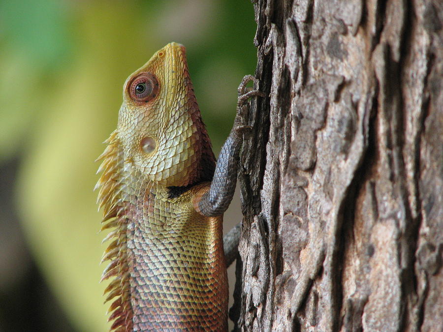 Chameleon on tree Photograph by Ghosh Bose - Fine Art America