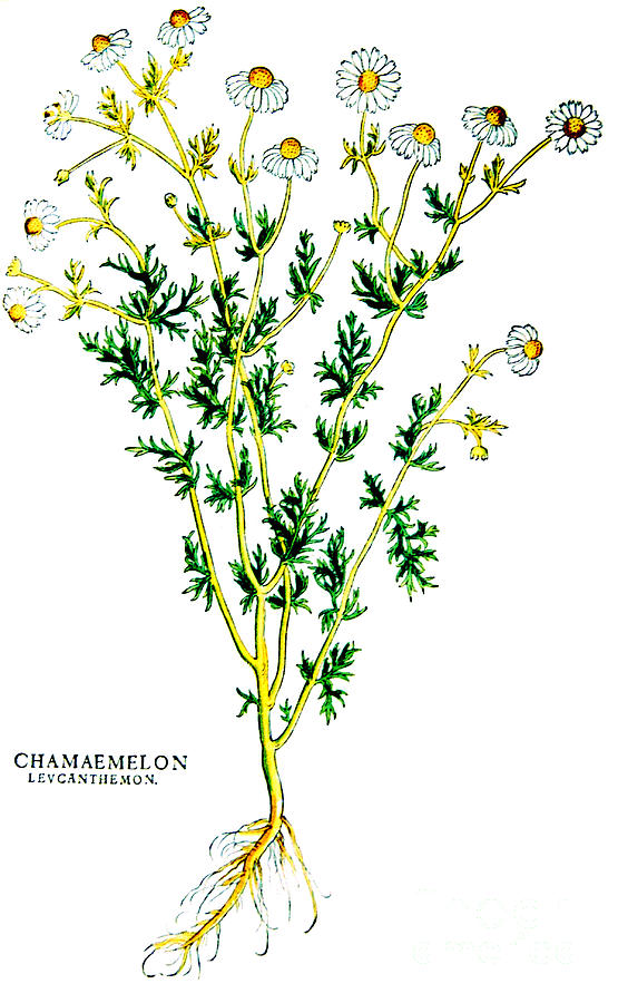 Chamomile, Alchemy Plant Photograph by Science Source